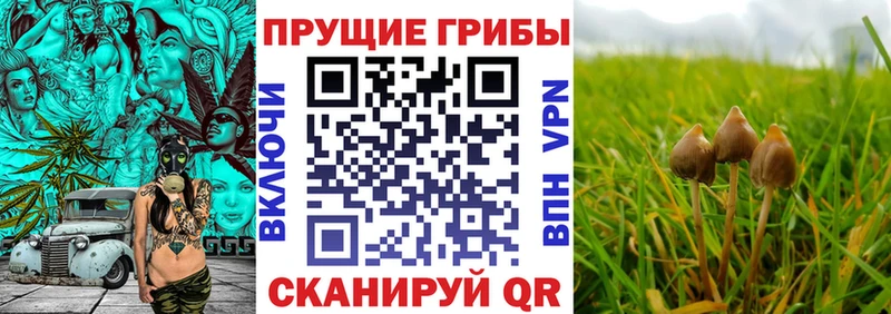 Псилоцибиновые грибы прущие грибы  хочу наркоту  Хасавюрт 